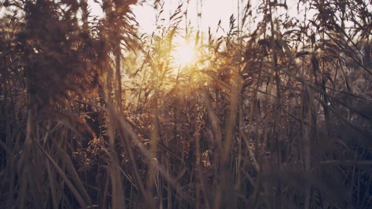 How To Access Cricbet99 Official Site Safely?