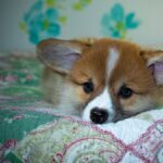 Unlocking the Power of Reddybook: A Comprehensive Guide for Readers and Educators