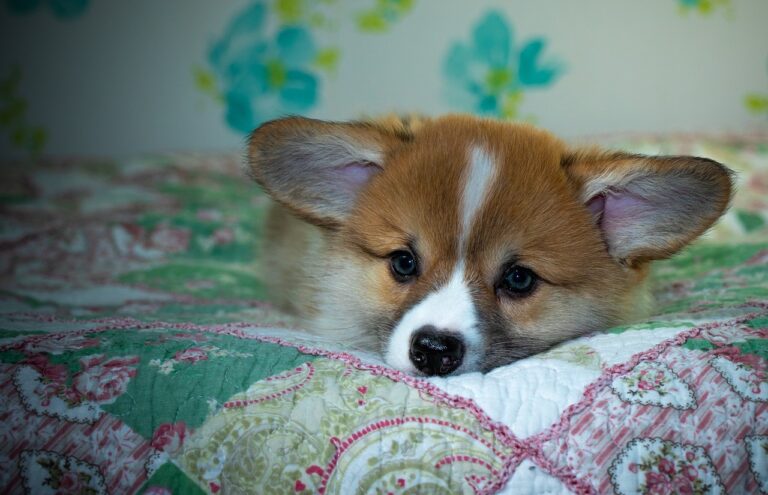 Unlocking the Power of Reddybook: A Comprehensive Guide for Readers and Educators